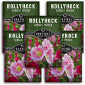 Single Mixed Hollyhock Seeds for Planting - Plant & Grow Colorful Tall Spikes of Flowers in Your Home Vegetable Garden - Non-GMO Heirloom Variety - Survival Garden Seeds (5 Packs)