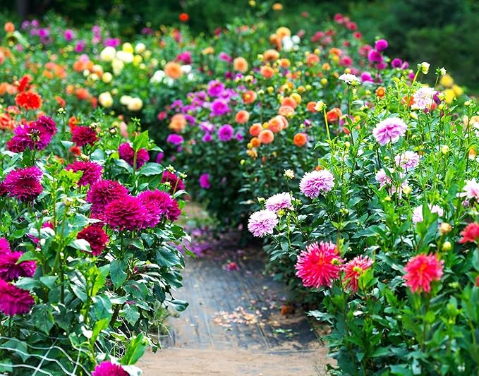 100 pcs Perennial Dahlia Labyrinth Flower Seeds for Planting - Exotic Labyrinth Non-GMO Garden Flower