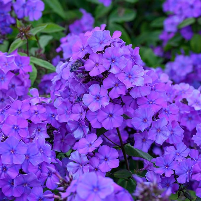1000+ Creeping Phlox Seeds for Planting - Bright Mixed Phlox Seeds Creeping Perennial Ground Cover Plants - Annual Flower for Home and Garden