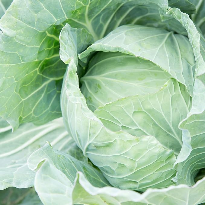 Drumhead Cabbage 1 Lb ~104,000 Seeds – Non-GMO, Heirloom – Brassica oleracea – Cold Hardy – 10–12 lb Heads – Open Pollinated – 100–109 Days – Great for Sauerkraut – Garden or Farm Use – USA Grown
