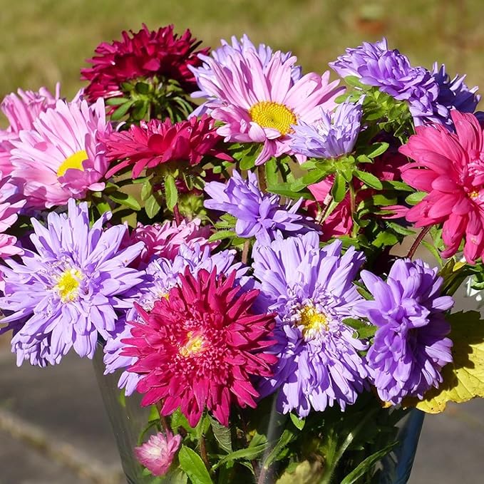 Mixrug Chrysanthemum Flowers Seeds for Planting, 1000pcs Rare Perennial Tanacetum Chrysanthemum Morifolium Flower Seeds, Heirloom Non-GMO Home Garden Wildflower in Outdoors Indoors