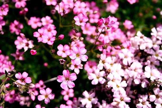 Pink Creeping Baby's-Breath 1000+ Seeds for Planting Gypsophila Groundcover Flowers