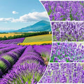 4000+ English Lavender Flower Seeds for Planting -Purple Blooms for Garden- Attracts Pollinating Insects