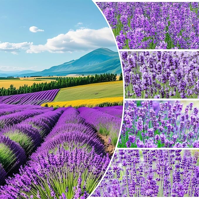 4000+ English Lavender Flower Seeds for Planting -Purple Blooms for Garden- Attracts Pollinating Insects