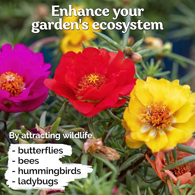 KVITER 2,000 Mix Double Moss Rose Seeds for Planting (Portulaca Grandiflora) - Non-GMO & Heirloom Ground Cover - Purslane Flower Seeds to Plant Outside, Beds & Yards & Flower Garden