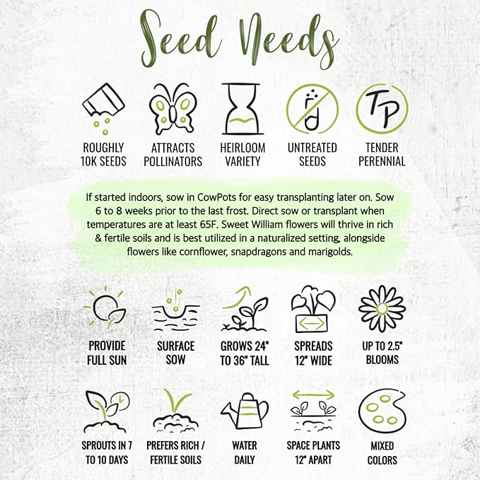 Seed Needs Sweet William Seeds for Planting Dianthus Flowers - Heirloom & Open Pollinated Annual Wildflower Seed Mix to Attract Butterflies, Bees & Other Pollinators to a Butterfly Garden (XL Pack)