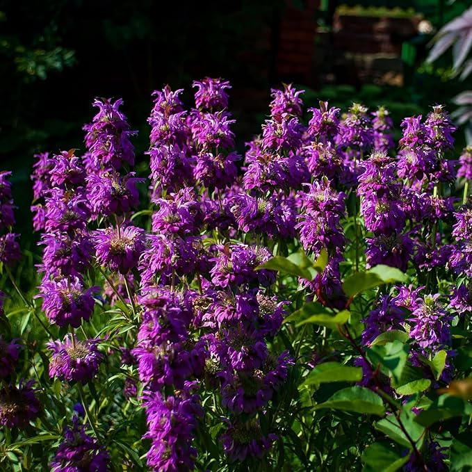 500+ Bee Balm Flower Seeds for Planting Perennial Monarda Didyma Bee Balm Heirloom Flower Non-GMO Seeds - Open-Pollinated