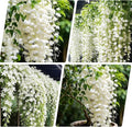 100+ Climbing Weeping Jasmine Flower Seeds for Planting in Home Garden - Non-GMO Jasmine Garden Climbing Flower
