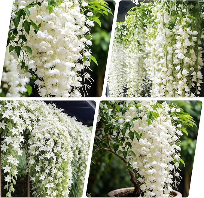 100+ Climbing Weeping Jasmine Flower Seeds for Planting in Home Garden - Non-GMO Jasmine Garden Climbing Flower