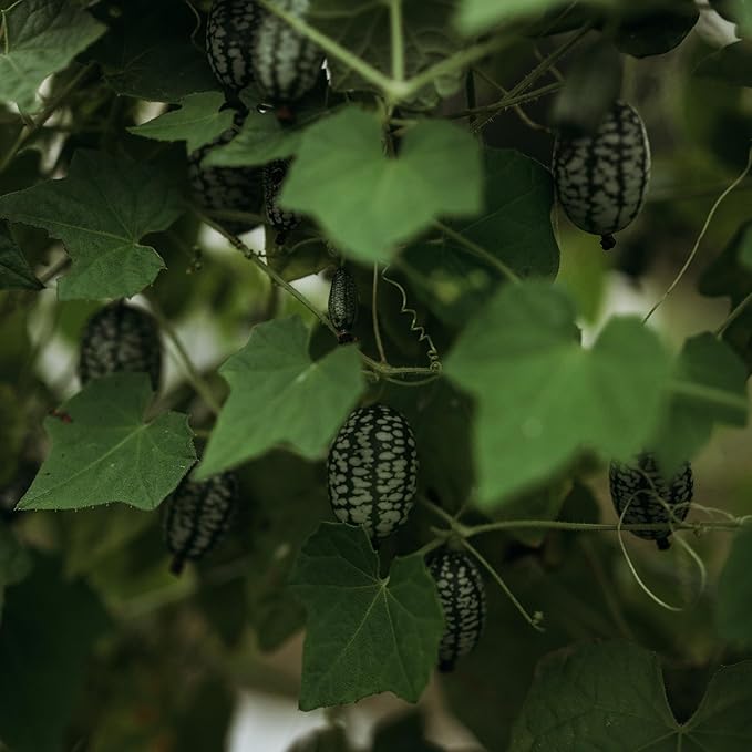 Mexican Sour Gherkin Cucamelon - 25 Seeds - Heirloom Gherkin Cucumber Variety, Easy-to-Grow, Non-GMO Gherkin Seeds for Planting Outdoors in The Home Garden, Thresh Seed Company