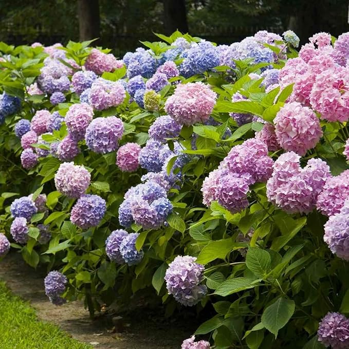 50Pcs Mixed Hydrangea Flower Seeds – Colorful Hortensia Garden Seeds for Planting – Easy to Grow Mophead Perennial Plants for Home Garden, Patio, Yard, and Landscaping Decoration