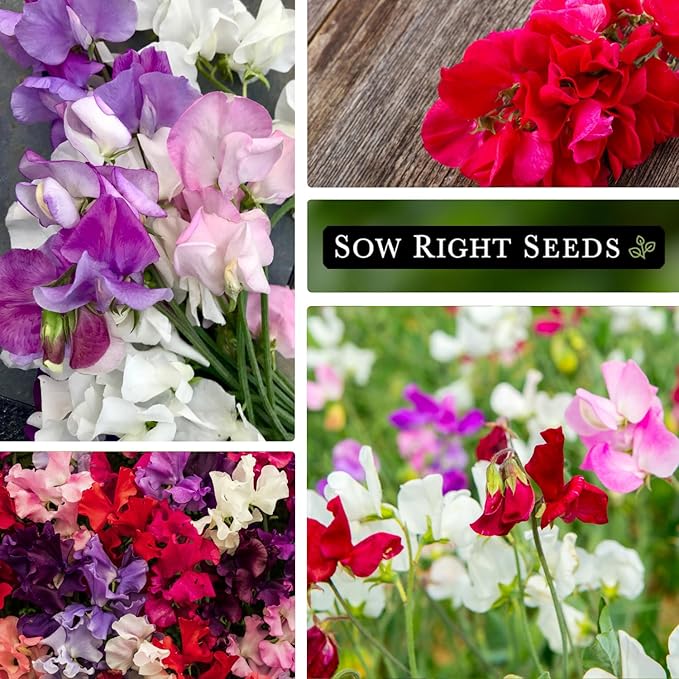 Sow Right Seeds - Mammoth Mix Sweet Pea Seeds for Planting - Beautiful Flowers to Plant in Your Garden - Non-GMO Heirloom Packet - Fragrant Colorful Blooms for Bouquets - Wonderful Gardening Gift (3)