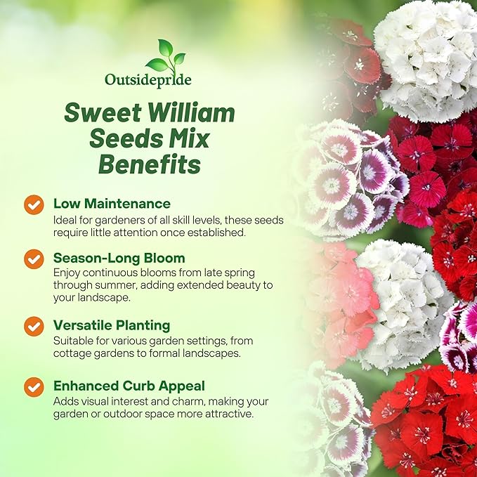 Outsidepride Sweet William Dianthus Seeds - 1 Lb. Perennial, Winter Hardy Wildflower Seeds w/Fragrant & Vibrant Blooms, Ideal for Pollinator Gardens, Cut Flowers & Colorful Landscaping