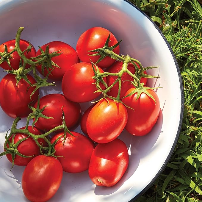 Burpee 'Roma VF' Heirloom Tomato Seeds - Non-GMO, Determinate, Paste Tomato, 500mg Seed Packet for Home Gardening