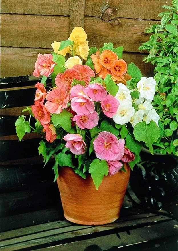SeedsUP - 50+ Seeds Abutilon (Indian Mallow Flowering Maple) - Flower Mix