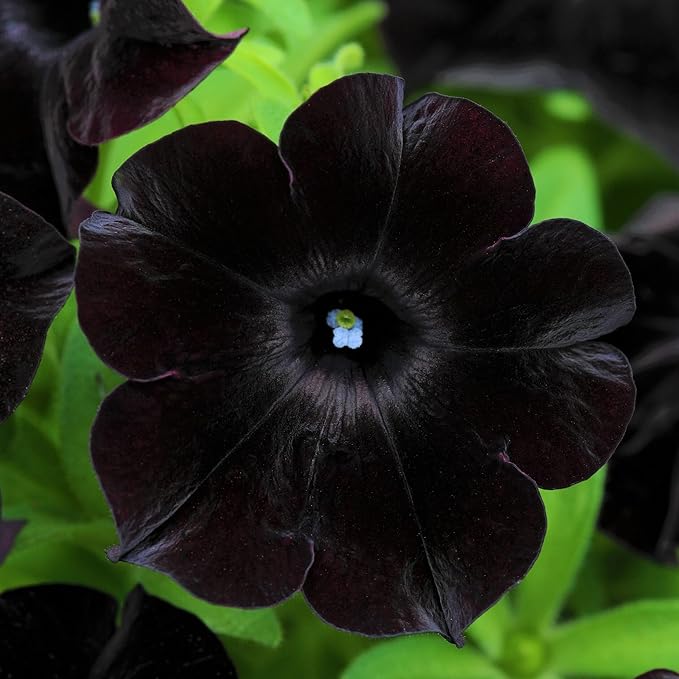 Black Petunia Seeds for Planting - Petunia Flowers Seeds Garden Hanging Baskets Flowers Annual Petunia Plant Seeds - 300 Seeds