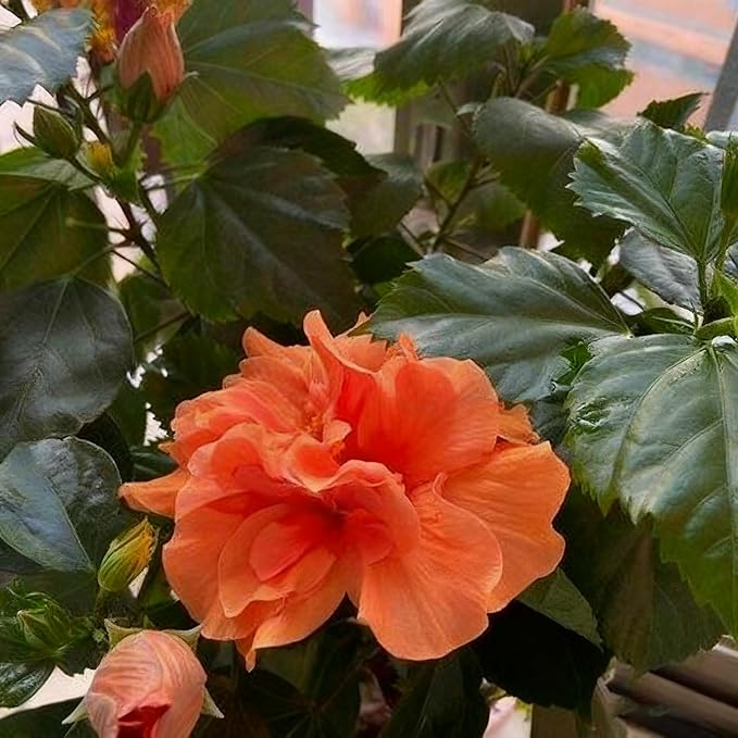 50 Hibiscus Flower Seeds for Planting, Mix Color Beautiful Hibiscus Seed, Non-GMO Perennial Hibiscus Flower Seeds for Small Garden Border, Home Outdoor