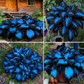Hosta Seeds for Planting, 195+pcs Rare Perennial Hosta Flower Seeds Plants, Non-GMO Heirloom Long Blooming Plants Shaded Entry Pathway Flowers for Garden Outdoors
