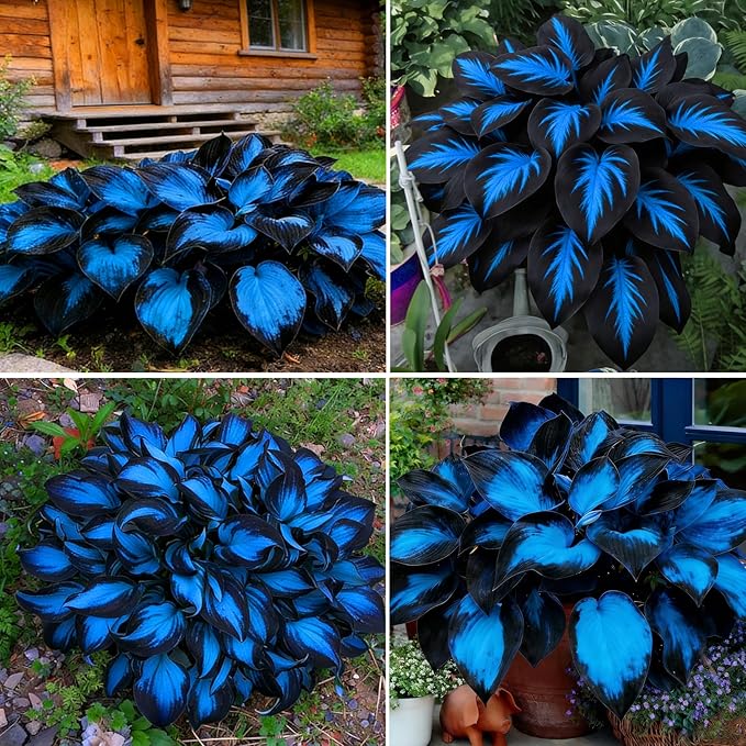Hosta Seeds for Planting, 290+pcs Perennial Rare Hosta Flower Seeds, Non-GMO Heirloom Long Blooming Plants Shaded Entry Pathway Flowers Beauty Home Garden for Outdoors