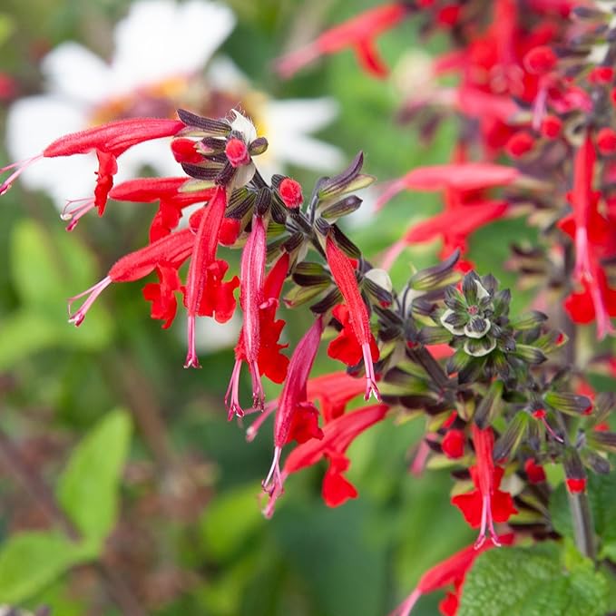 Seed Needs Salvia Seeds for Planting Scarlet Sage Flowers - Heirloom & Open Pollinated Perennial Wildflower Seed to Plant an Outdoor Butterfly Garden to Attract Pollinators (20 Packs)