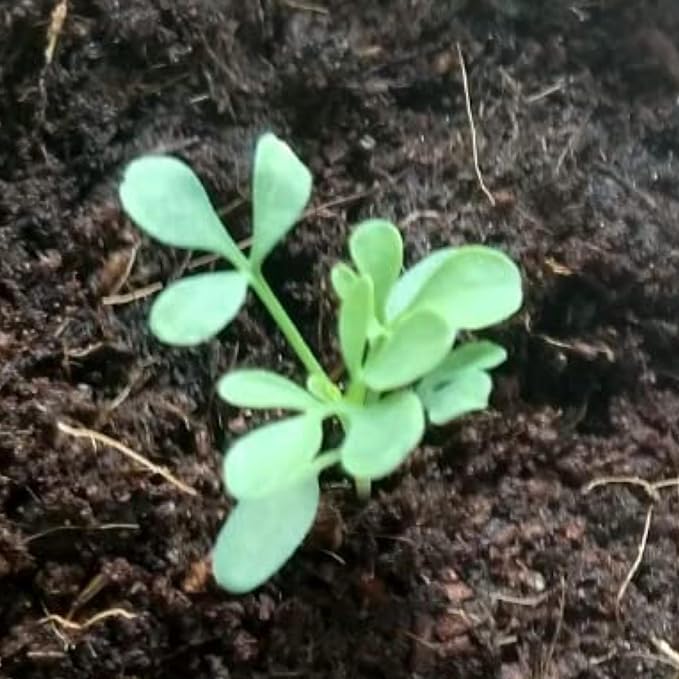 Seed Needs Rue Seeds for Planting - Non-GMO Heirloom & Untreated Perennial Herb Seed to Plant a Home Grown Medicinal Garden Indoors or Outdoors (1 Pack)