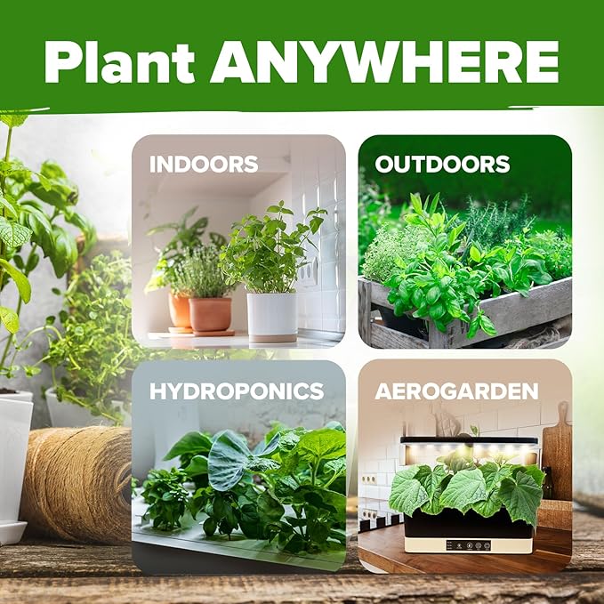 HOME GROWN Mint Seeds Variety Pack - 600+ Heirloom Non-GMO USA Peppermint, Spearmint & More - Herb Seeds for Planting Indoor Outdoor Garden - Fresh Mint for Tea & Cooking
