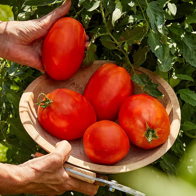 Burpee 'SuperSauce Hybrid' Tomato Seeds for Planting - Non-GMO, Indeterminate, Disease-Resistant, Paste Tomato, Burpee Bred, 50 mg Seed Packet for Home Gardening - World's Largest Sauce Tomato!