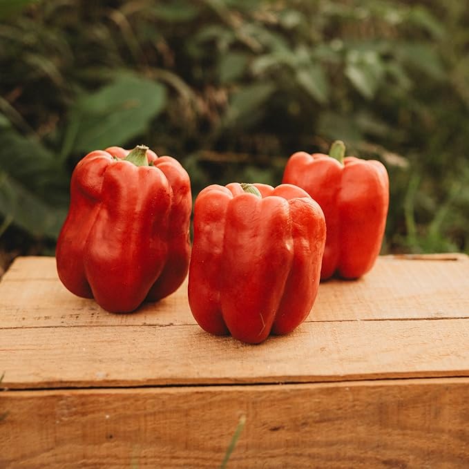 Keystone Resistant Giant Red Bell Pepper - 25 Seeds - Sweet Heirloom Pepper Variety, USA-Grown, Non-GMO Vegetable Seeds for Planting Outdoors in The Home Garden, Thresh Seed Company