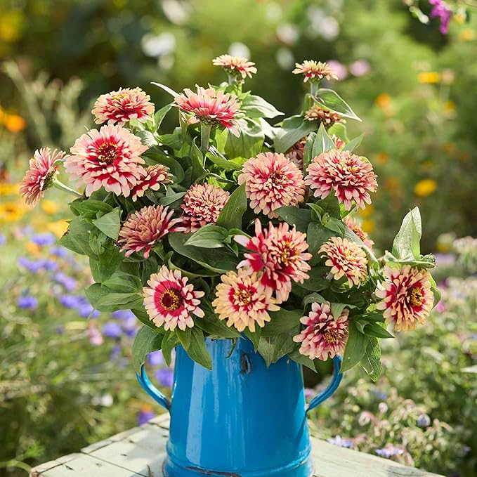 Eden Brothers Zinnia Seeds - Swizzle Cherry & Ivory