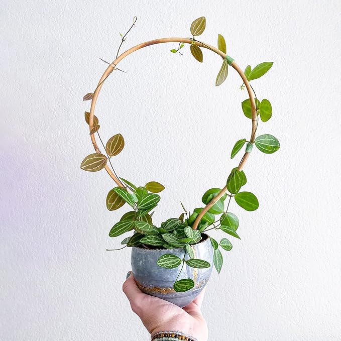 WUWEOT 20 Pack Min Bamboo Trellis, 16 in Loop-Shaped Plant Support Hoop Stake for Potted Plants Climbing, Hoya Plants Ivy Plants Monstera Cucumber and Fruits