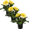 Live Flowering Gerbera Daisies - Yellow (3 Plants Per Pack) - Beautiful Spring Flowers - 12" Tall by 5" Wide in 1 Qt Pot