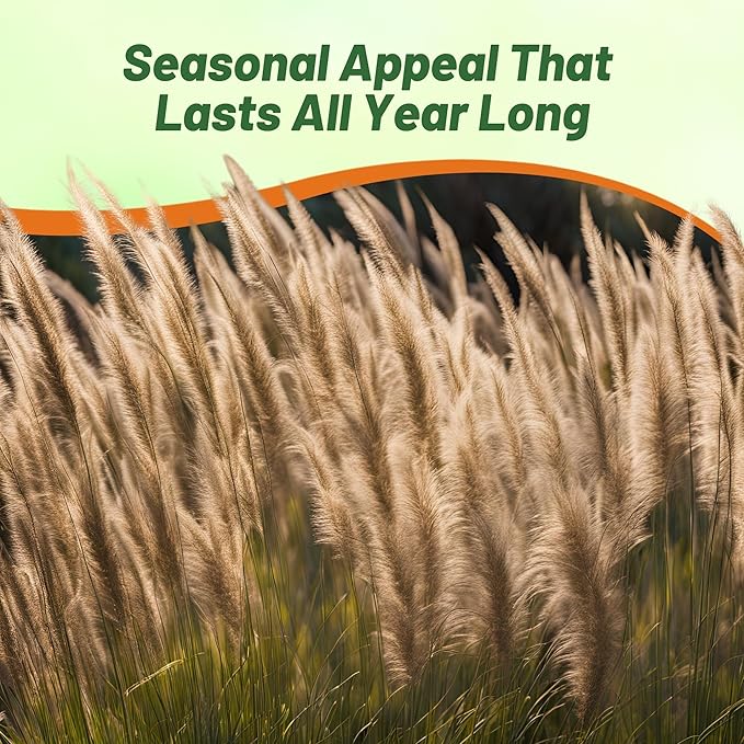 Outsidepride 100 Seeds Perennial Pennisetum Alopecuroides Fountain Ornamental Grass Seed for Planting