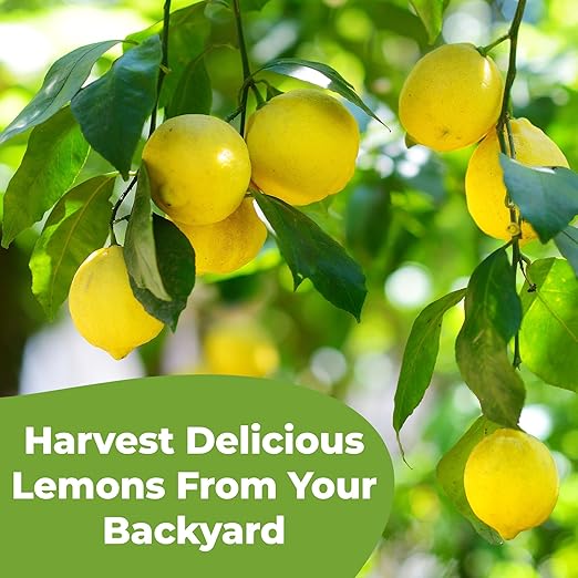 Liquid Lemon Tree Fertilizer by Perfect Plants | Citrus Plant Food for Fast Growth and Happy Live Lemon Trees | 6-3-3 Formula Rich in Nitrogen and Other micronutrients (8oz)