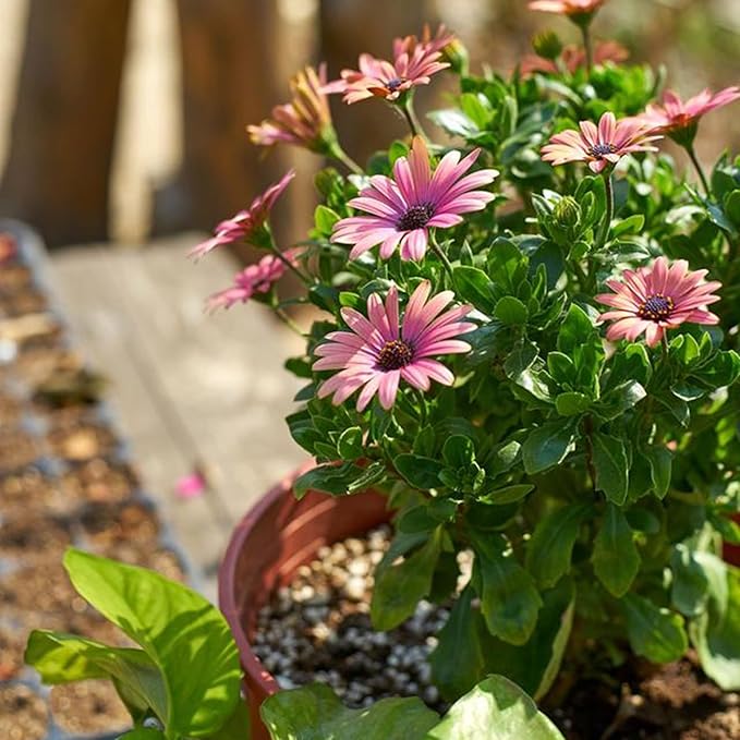 Mixrug African Daisy Seeds for Planting, 150pcs Osteospermum Daisy Seeds Non-GMO Heirloom Perennial Rare Colorful Flower Plants, Open Pollinated Beauty Home Garden Flowers for Outdoors