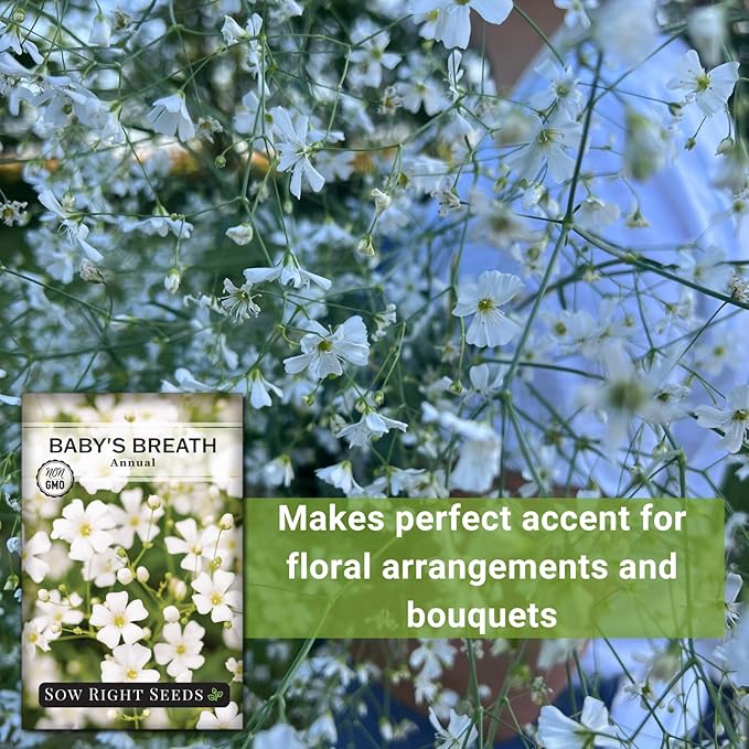 Sow Right Seeds - Annual Baby’s Breath Seeds for Planting - Non-GMO White Flowers Heirloom Packet with Instructions to Plant in Your Home Garden - Snow Like Blooms - Fresh and Dried Cut Flower (2)