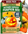 HOME GROWN Non GMO 5 Pumpkin Seeds Mix - 40 Seeds Heirloom Pumpkin for Planting Ideal Garden for Unique Varieties Yellow Paris and Casper, Culinary and Decorative Use