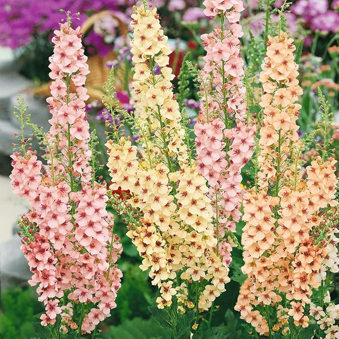 Outsidepride Southern Charm Mullein Seeds for Planting - 30 Pcs Self-Seeding, Perennial Heirloom Seeds for Planting Flowers, for Cut Flower Arrangements, Xeriscaping, Rock Gardens & Containers