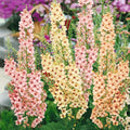 Outsidepride Southern Charm Mullein Seeds for Planting - 15 Pcs Self-Seeding, Perennial Heirloom Seeds for Planting Flowers, for Cut Flower Arrangements, Xeriscaping, Rock Gardens & Containers