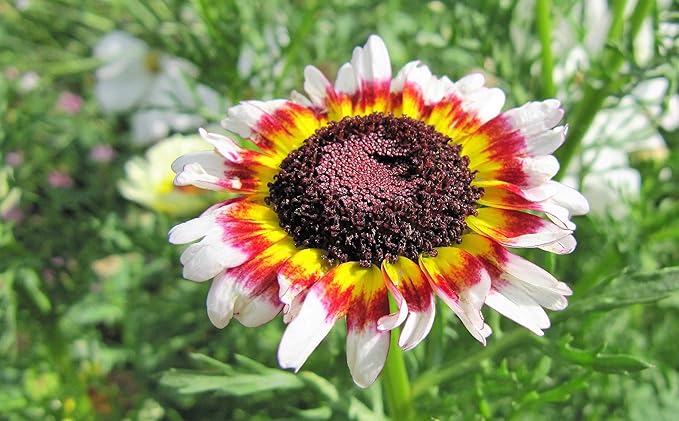 Painted Daisy Flower Seeds, 25 Count COOL BEANS N SPROUTS Brand. Home Gardening.