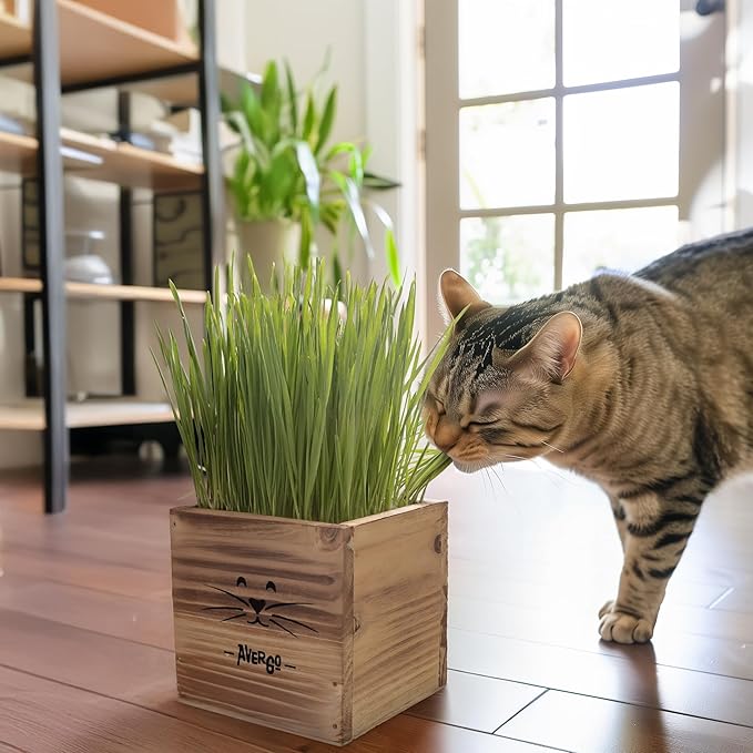 Cat Grass Kit for Indoor Cats – x2 Seed Packets | Cat Grass Seeds with Wooden Planter & Soil – Pet Wheatgrass Grass
