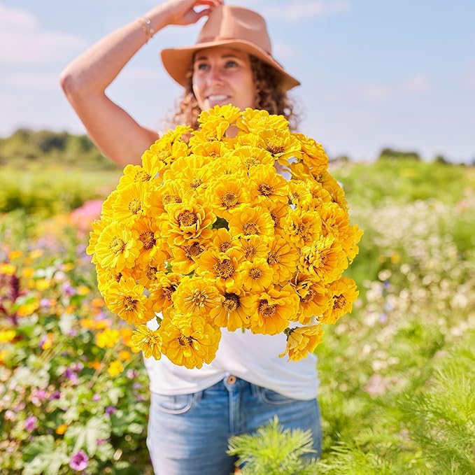 Eden Brothers Zinnia Seeds - Golden State, Non-GMO Seeds for Planting, Packet | Low-Maintenance Flower Seeds, Plant During Spring, Zones 3, 4, 5, 6, 7, 8, 9, 10