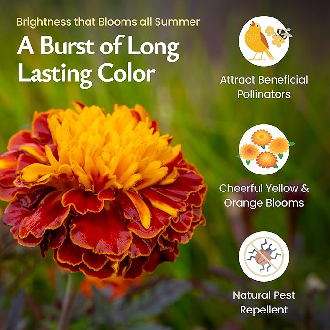 Created by Nature French Marigold Seeds, 2,300 Annual Wildflower Seeds
