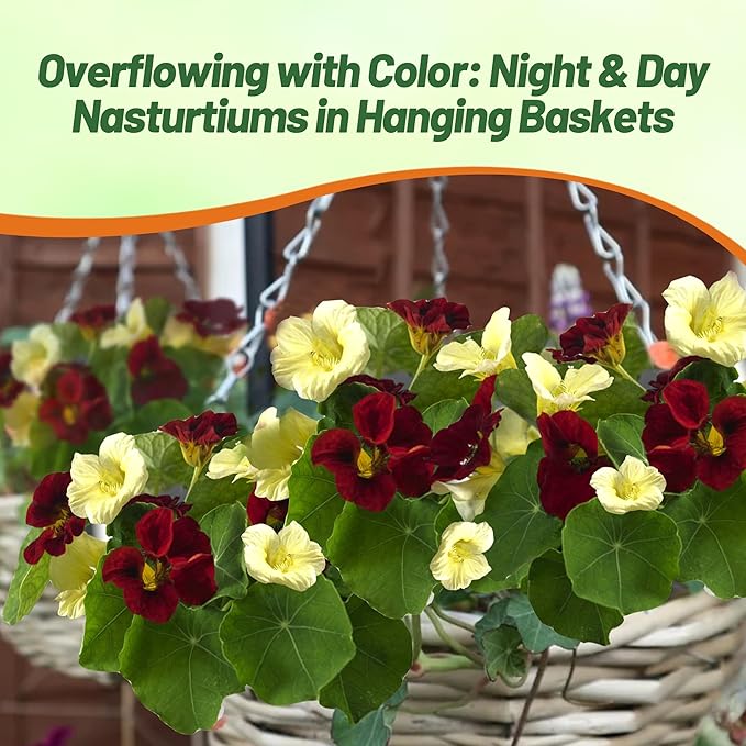 Outsidepride Single Night & Day Nasturtium Seeds - 200 Pcs Annual, Easy to Grow & Versatile, Flower Seeds for Planting Vibrant Blooms, Ideal for Gardens, Borders, and Pollinator Gardens