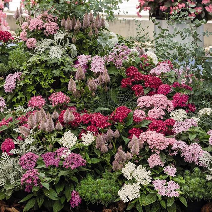 100+ Perennial Pentas Seeds for Planting Outdoor-Pentas Lanceolata Flowers Seeds Non-GMO -Egyptian Star Cluster Seed Lucky Star for Outdoor Garden