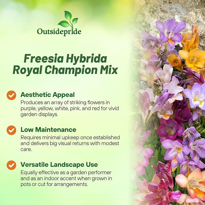 Outsidepride Freesia Hybrida Mix Seeds - 100 Pcs. Perennial, Versatile & Low Maintenance, Flower Seeds for Planting Vibrant Mixed Blooms for Pollinator Gardens & Cut Flower Arrangements