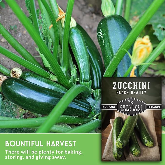 Survival Garden Seeds - Black Beauty Zucchini Seed for Planting - 1 Pack with Instructions to Plant & Grow Dark Green Summer Squash Plants in Your Home Vegetable Garden - Non-GMO Heirloom Variety