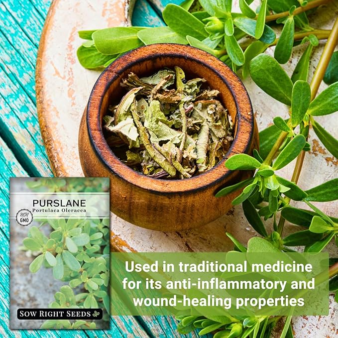 Sow Right Seeds - Purslane Seeds for Planting - Non-GMO Heirloom Packet with Instructions to Grow an Outdoor or Indoor Vegetable Garden - Rare Edible & Culinary Variety - Medicinal Benefits & Uses (3)