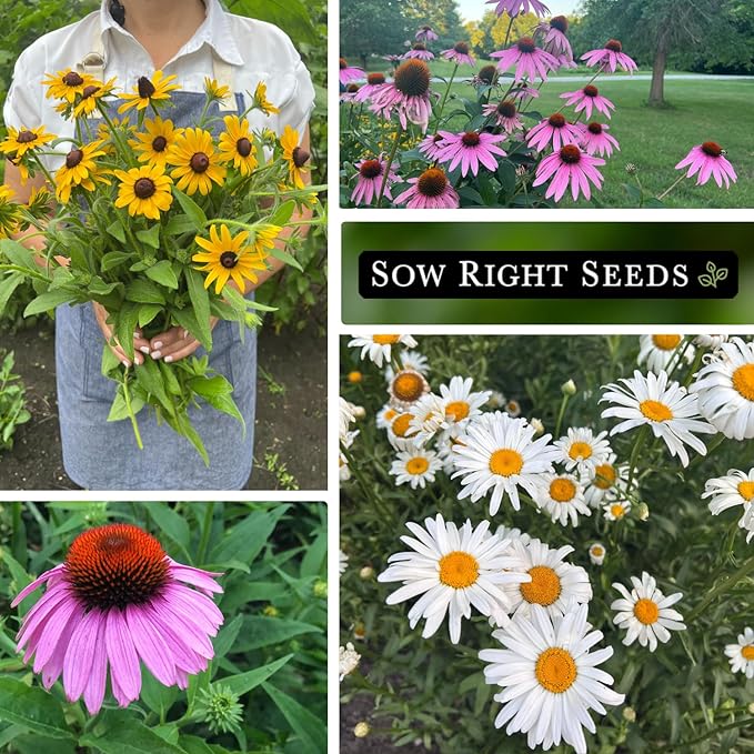 Sow Right Seeds - Perennial Three Flower Garden Seed Collection for Planting - Black-Eyed Susan, Shasta Daisy, Purple Coneflower - Non-GMO Heirloom Packets Home Gardening - Attract Local Pollinators