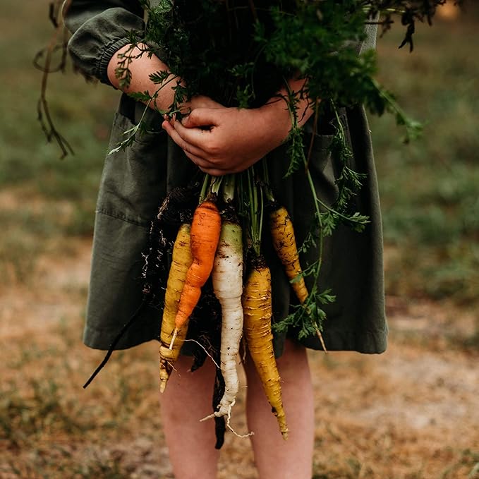 Rainbow Carrot Mix - 150 Seeds - Heirloom & Open-Pollinated Variety, Non-GMO Vegetable Seeds for Planting Indoors or Outdoors in Containers or The Home Garden, Thresh Seed Company
