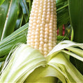 Stowells Evergreen White Corn Seeds - 100 Count Seed Pack - one of The Best Heirloom Varieties for The Table, Canning, and Freezing - Country Creek LLC